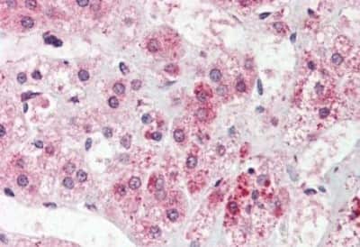 Immunohistochemistry-Paraffin: NEK9 Antibody [NBP3-14416]